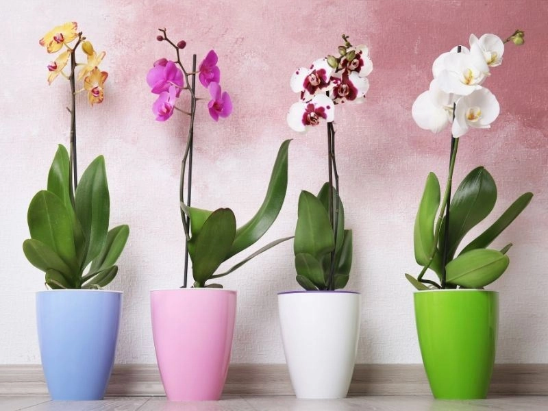 Orkide Bakımı