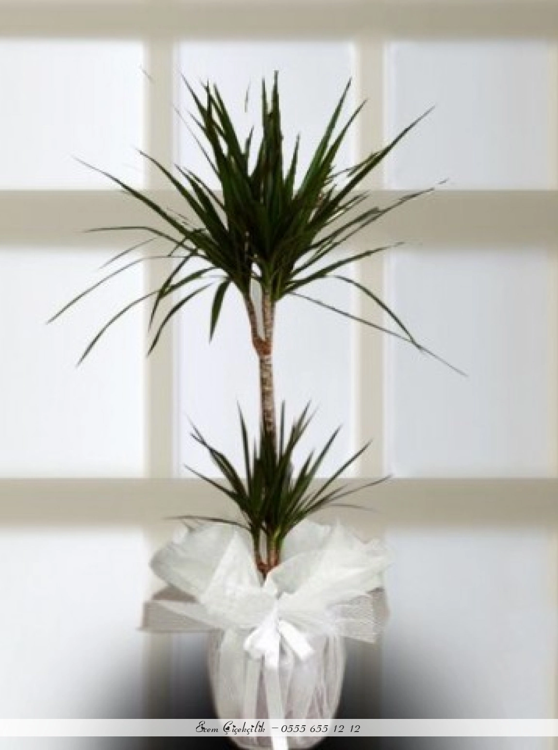 2 Li Dresena Marginata Saksı Çiçeği