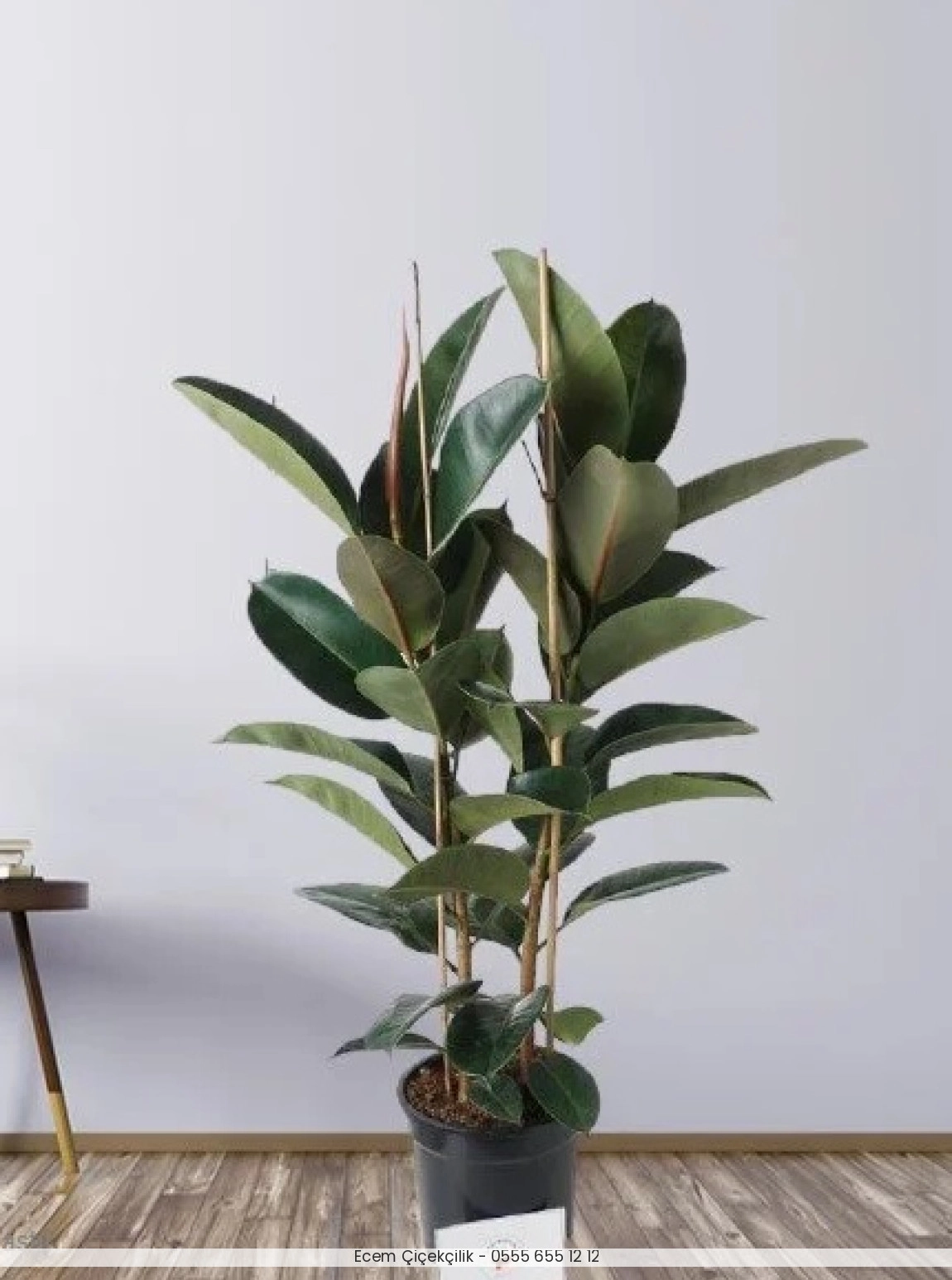 Kauçuk Çiçeği 2'Li 80-100Cm