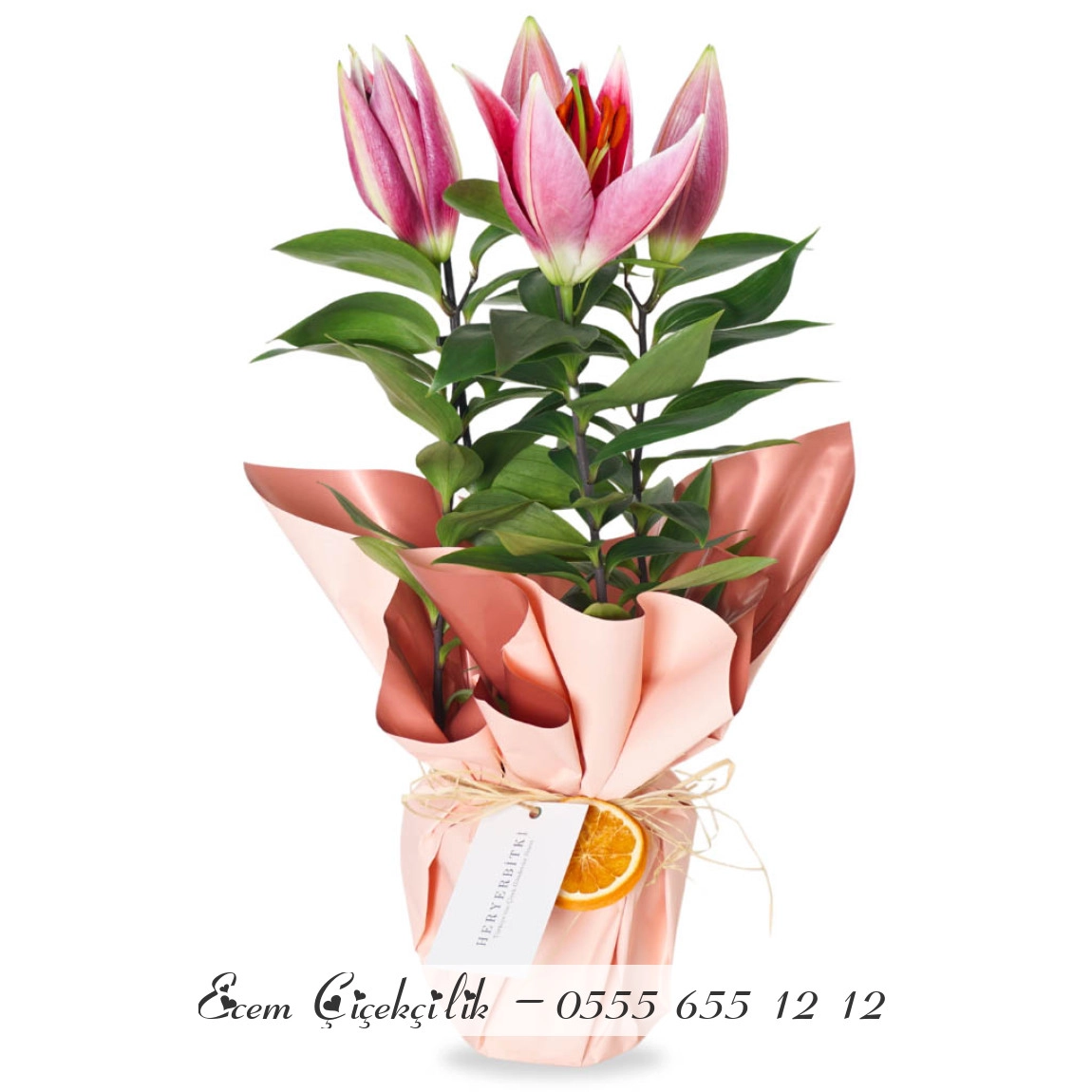 Kokulu Lilyum Çiçeği