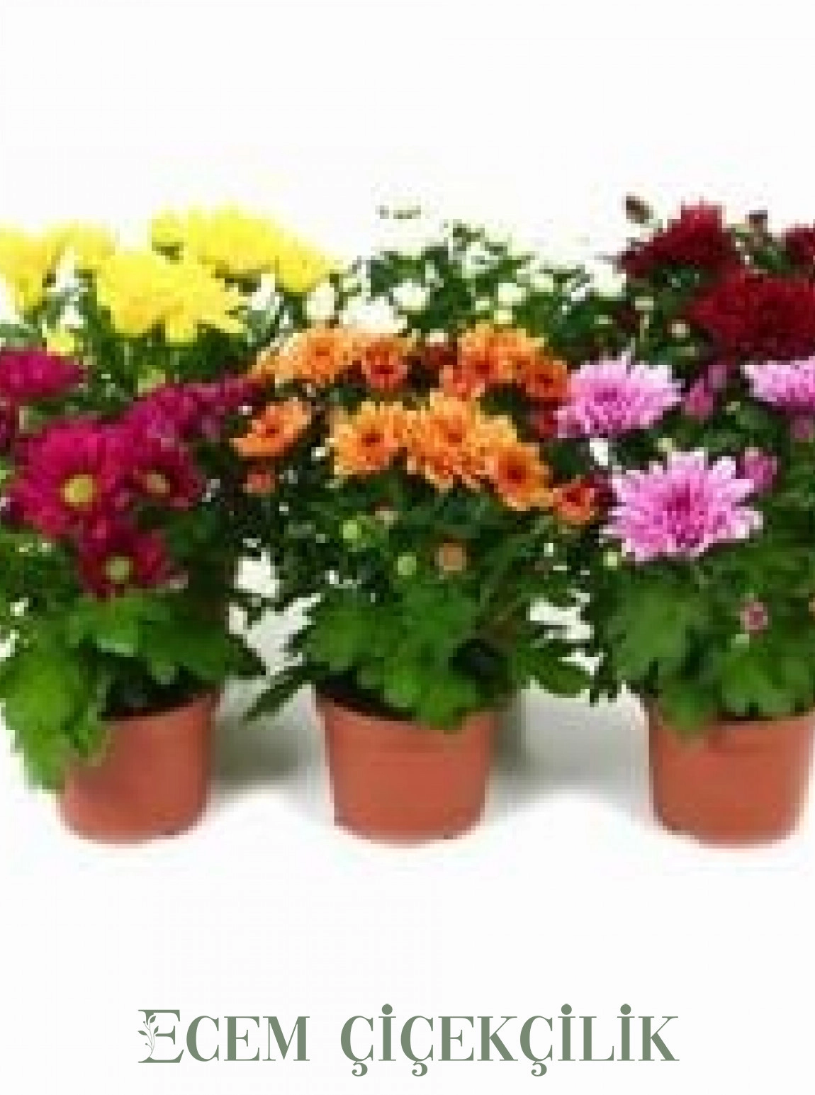 Kri̇zantem Çi̇çeği̇ Saksida