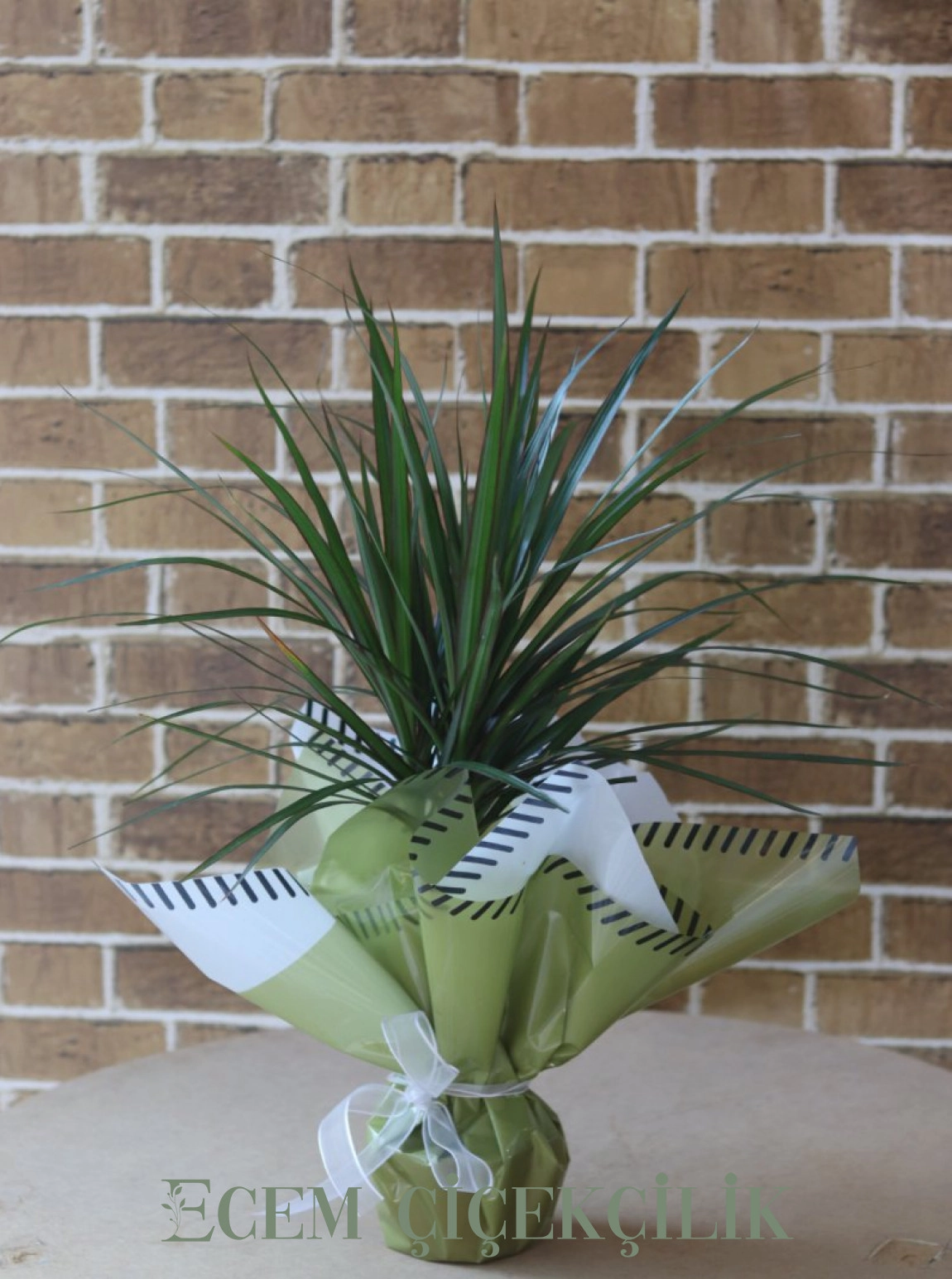 Marginata Tekli
