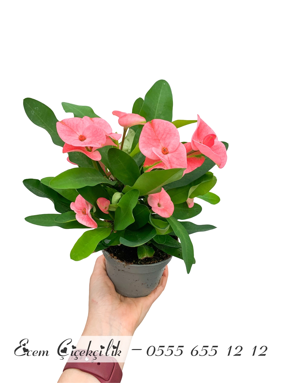 Pembe Dikenler Tacı