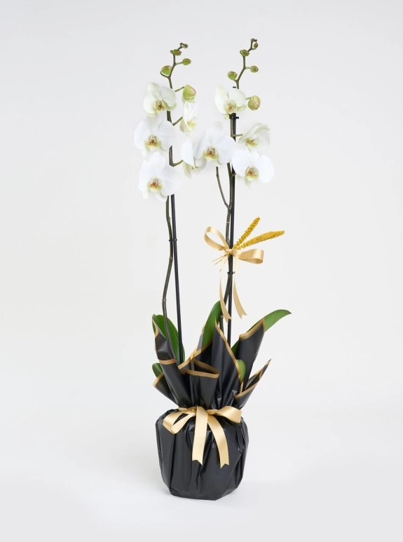 Çiftli Beyaz Phalanopsis Orkide