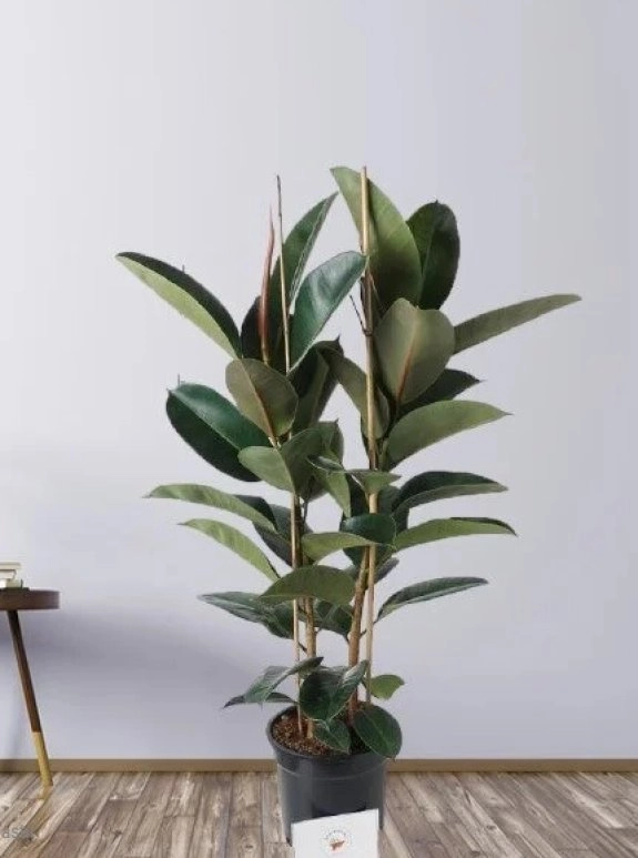 Kauçuk Çiçeği 2'Li 80-100Cm