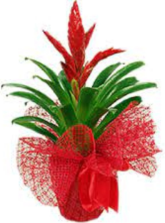 Kirmizi Frezya Çi̇çeği̇