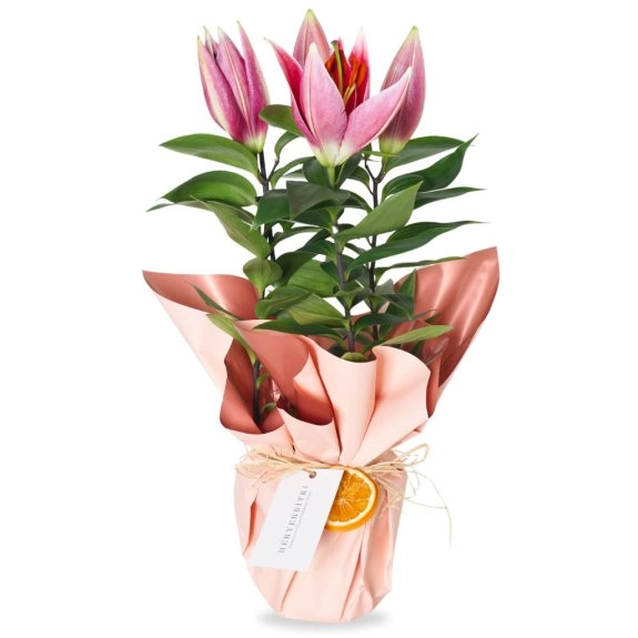 Kokulu Lilyum Çiçeği