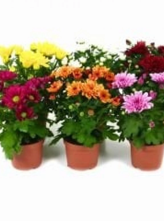 Kri̇zantem Çi̇çeği̇ Saksida