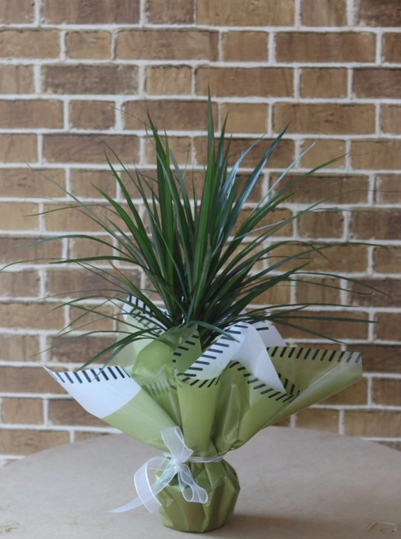 Marginata Tekli