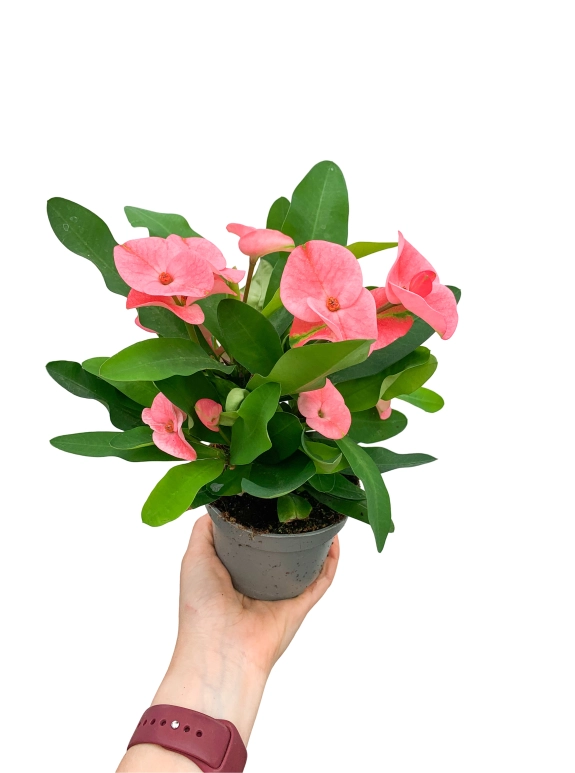 Pembe Dikenler Tacı