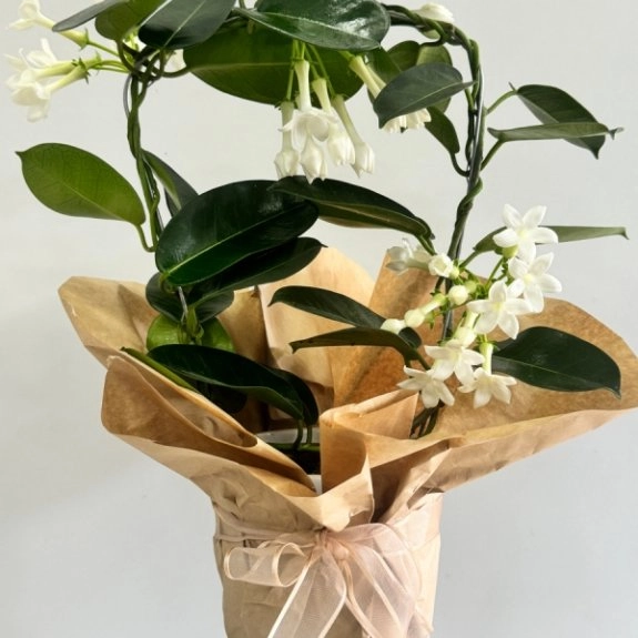 Saksıda Yasemin Çiçeği