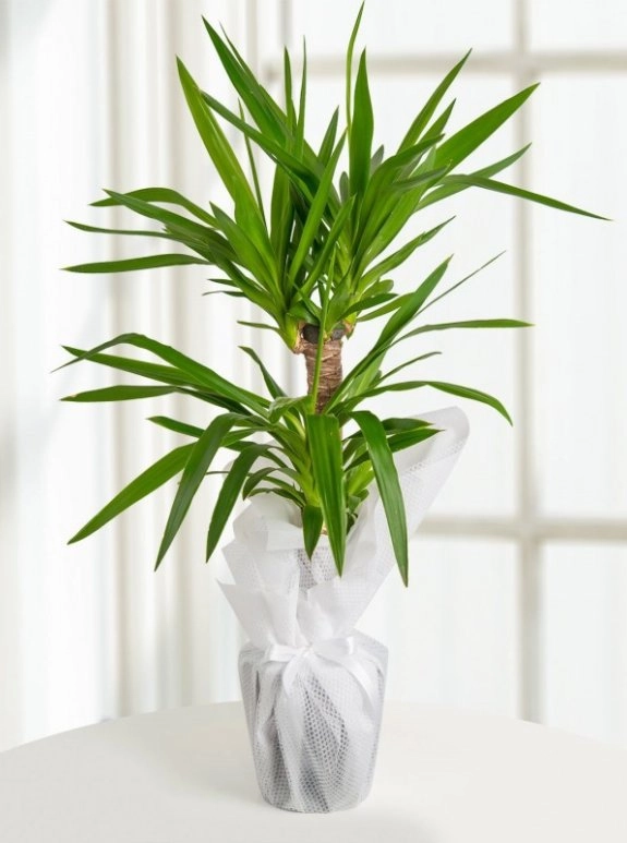 Yucca Bitkisi 2 Li
