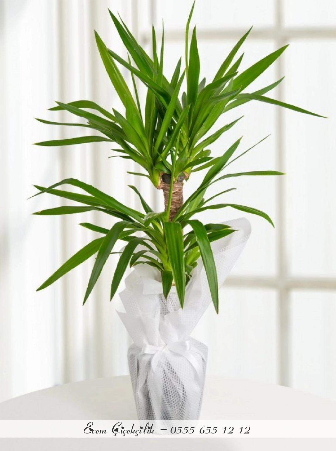 Yucca Bitkisi 2 Li